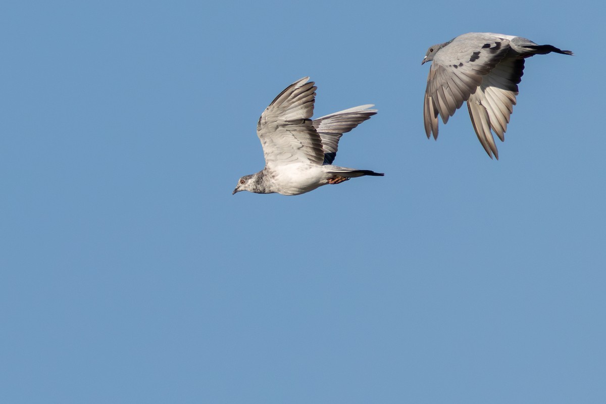 Pigeon biset (forme domestique) - ML641385705