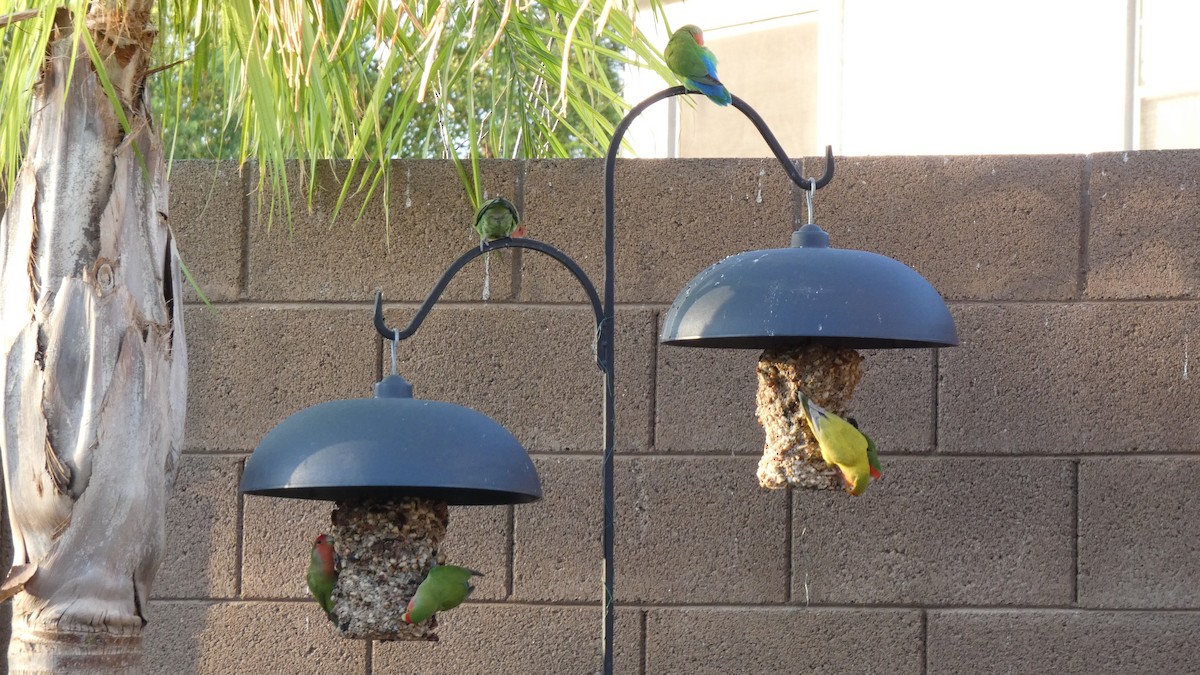 Rosy-faced Lovebird - ML641385712