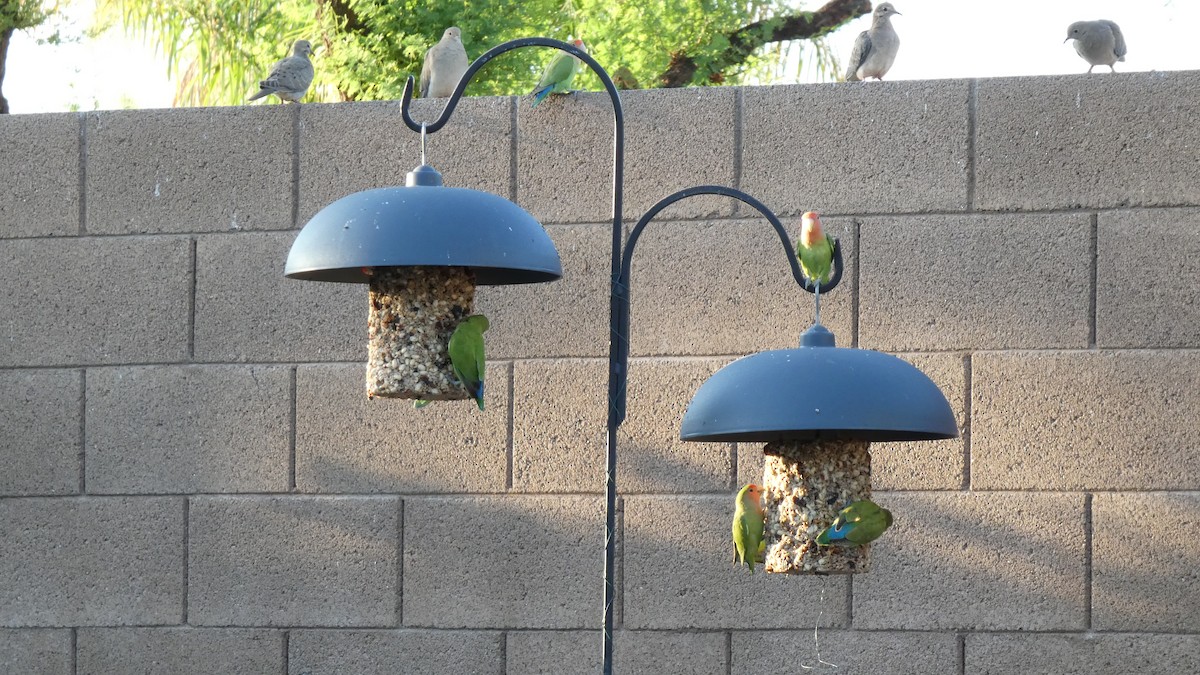 Rosy-faced Lovebird - ML641385713