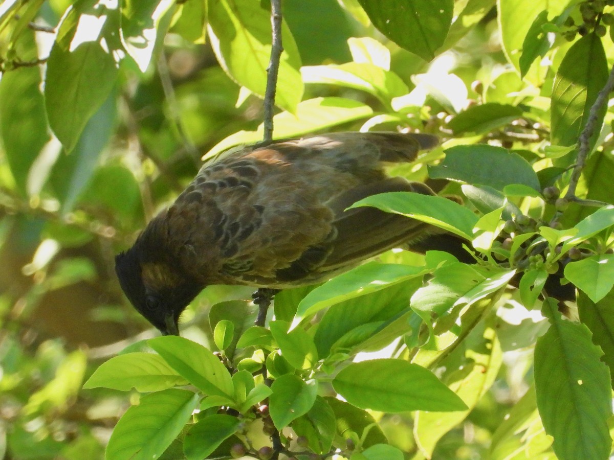 Red-vented Bulbul - ML641385715