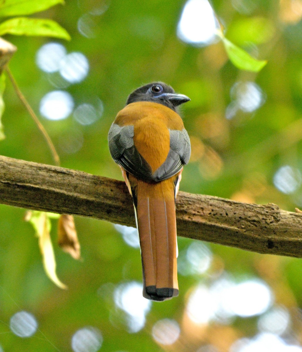 Malabar Trogon - ML641385740