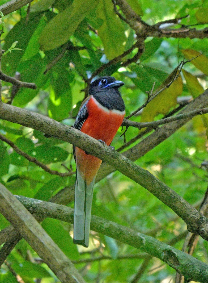 Malabar Trogon - ML641385741