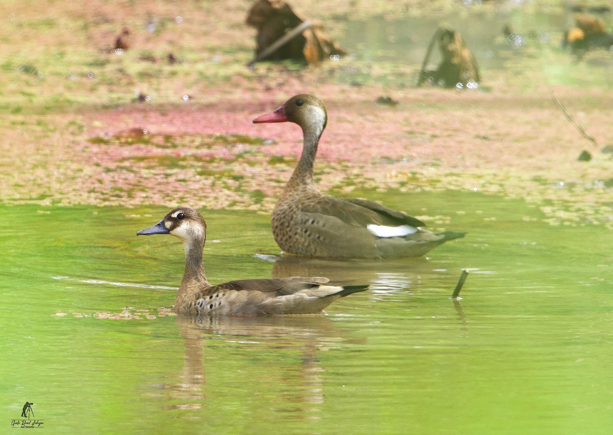 Brazilian Teal - ML641385747