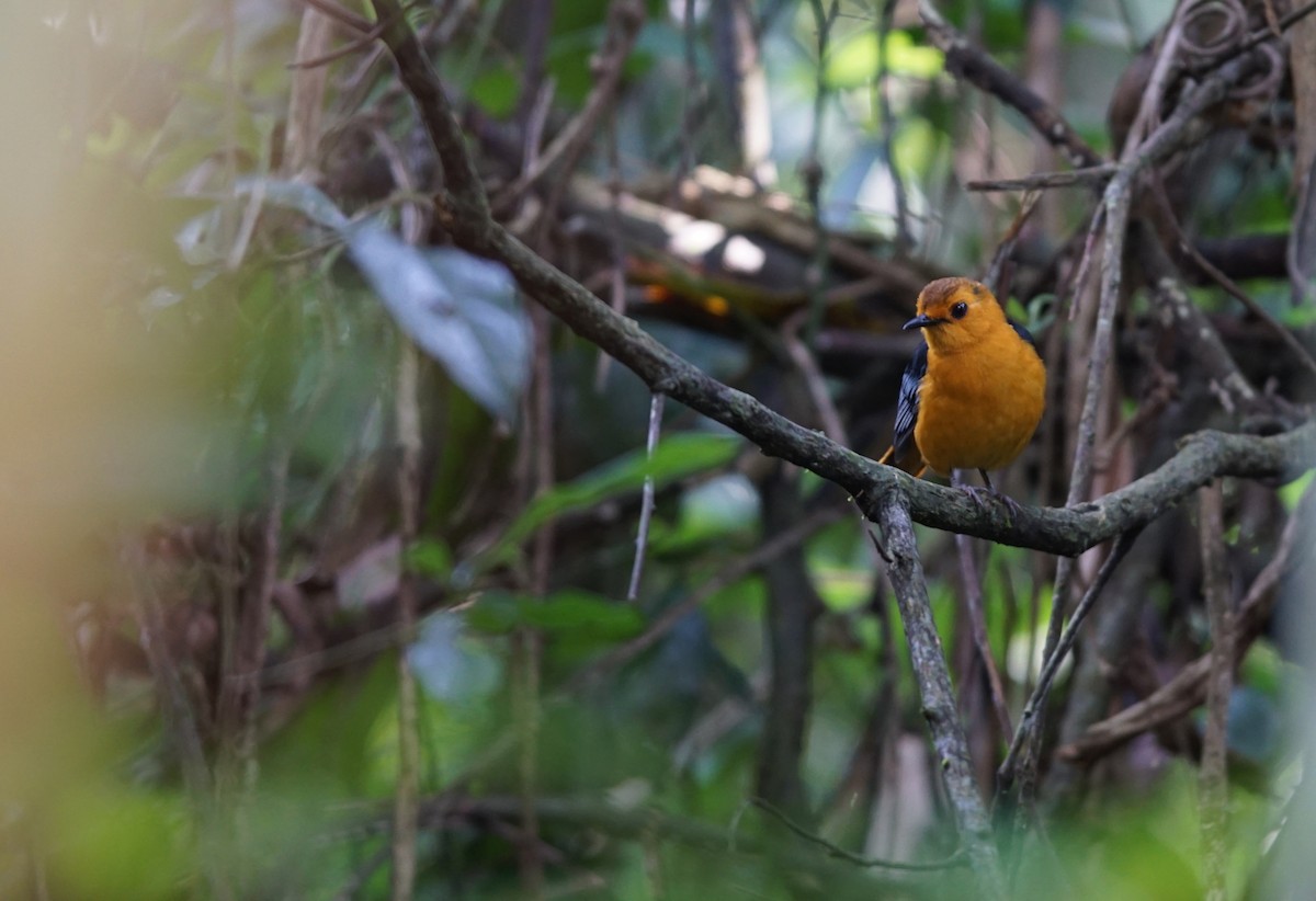 Red-capped Robin-Chat - ML641385748