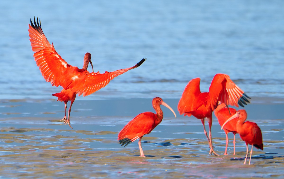 Scarlet Ibis - ML641385750