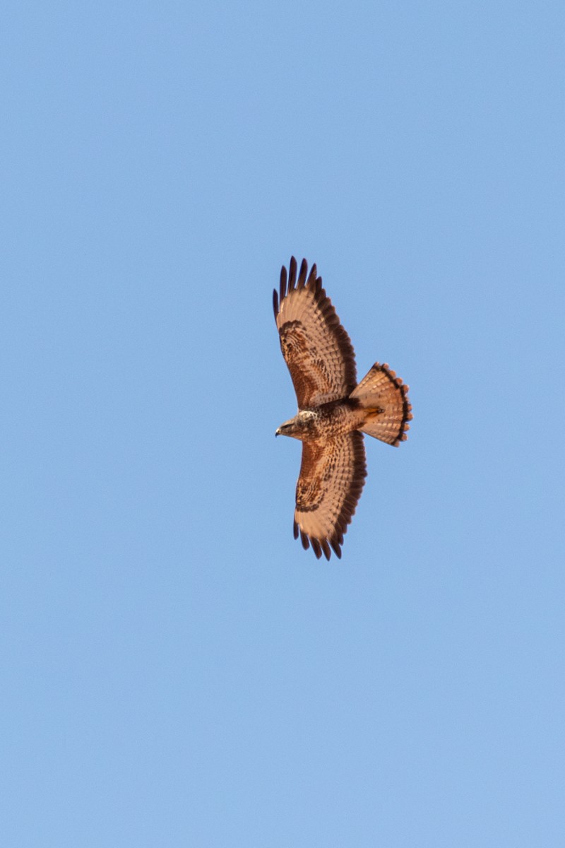 Common Buzzard - ML641385764