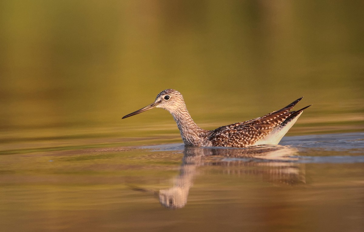 Greater Yellowlegs - ML641385776