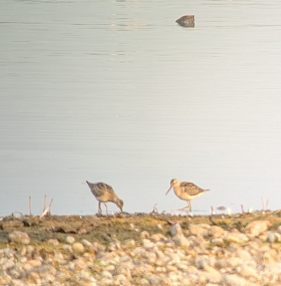Stilt Sandpiper - ML641385778