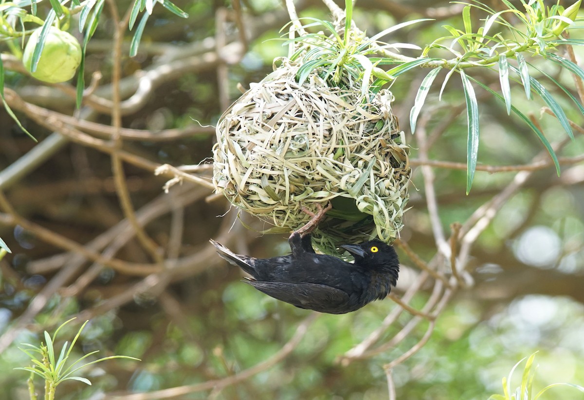 Vieillot's Black Weaver - ML641385783