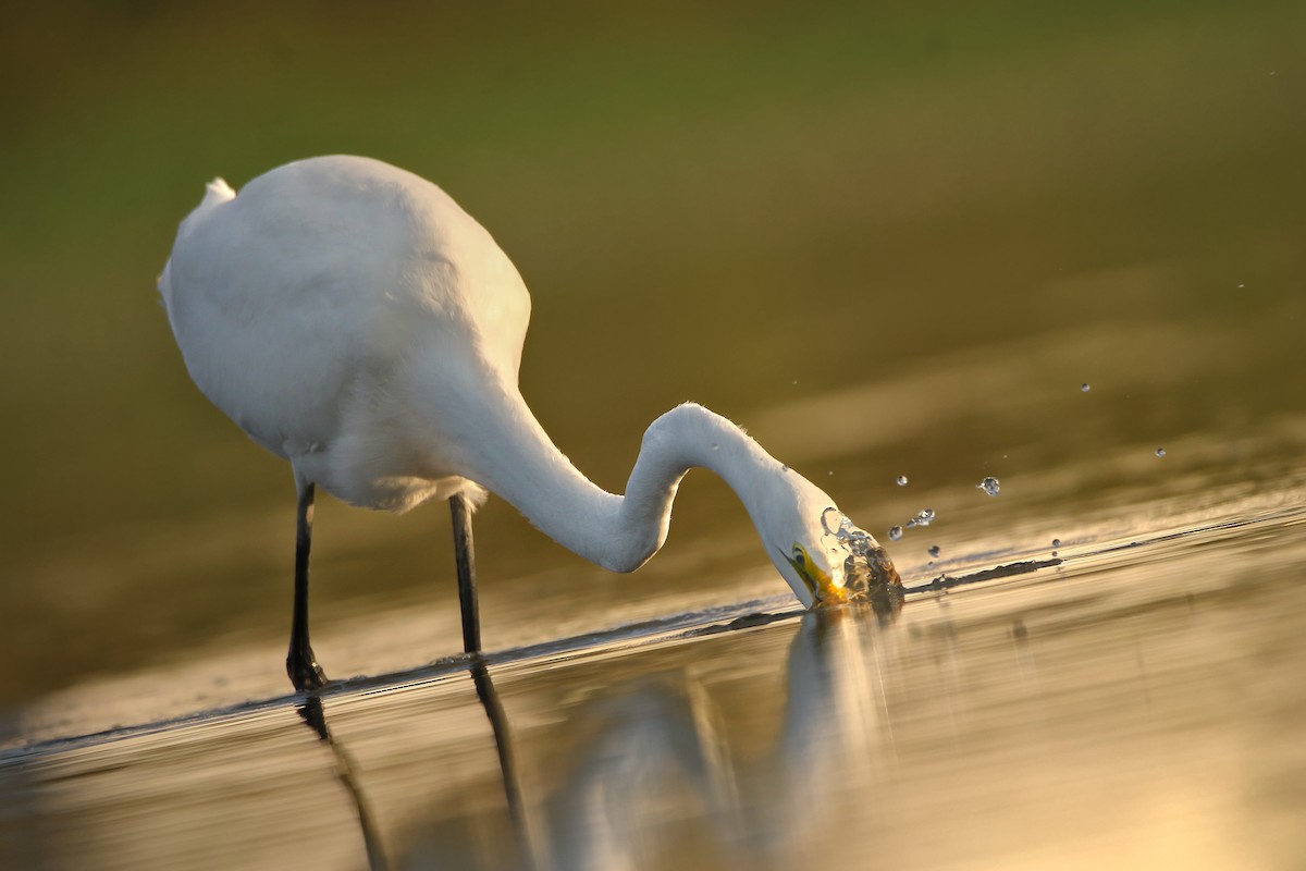 大白鷺 - ML641385793