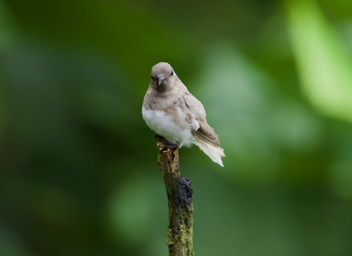 White-necked Jacobin - ML641385798