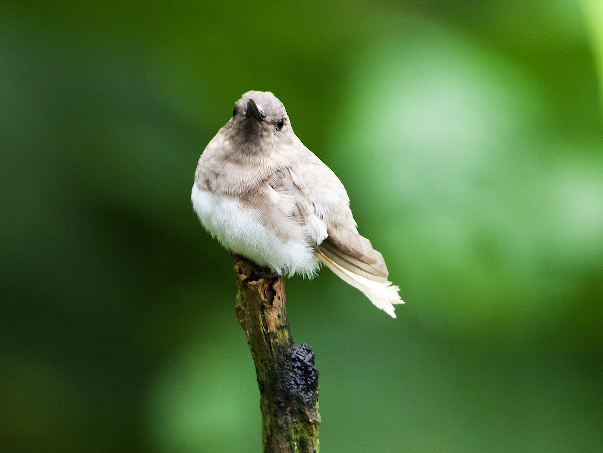 White-necked Jacobin - ML641385799