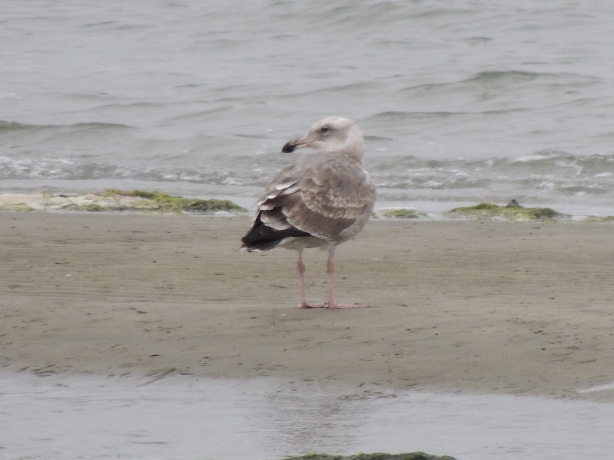 Western Gull - ML641385813