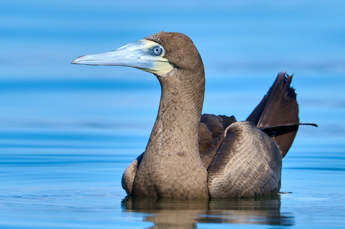 カツオドリ（leucogaster） - ML641385820