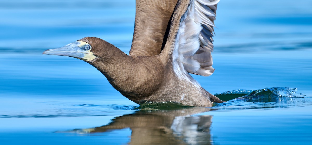 カツオドリ（leucogaster） - ML641385822