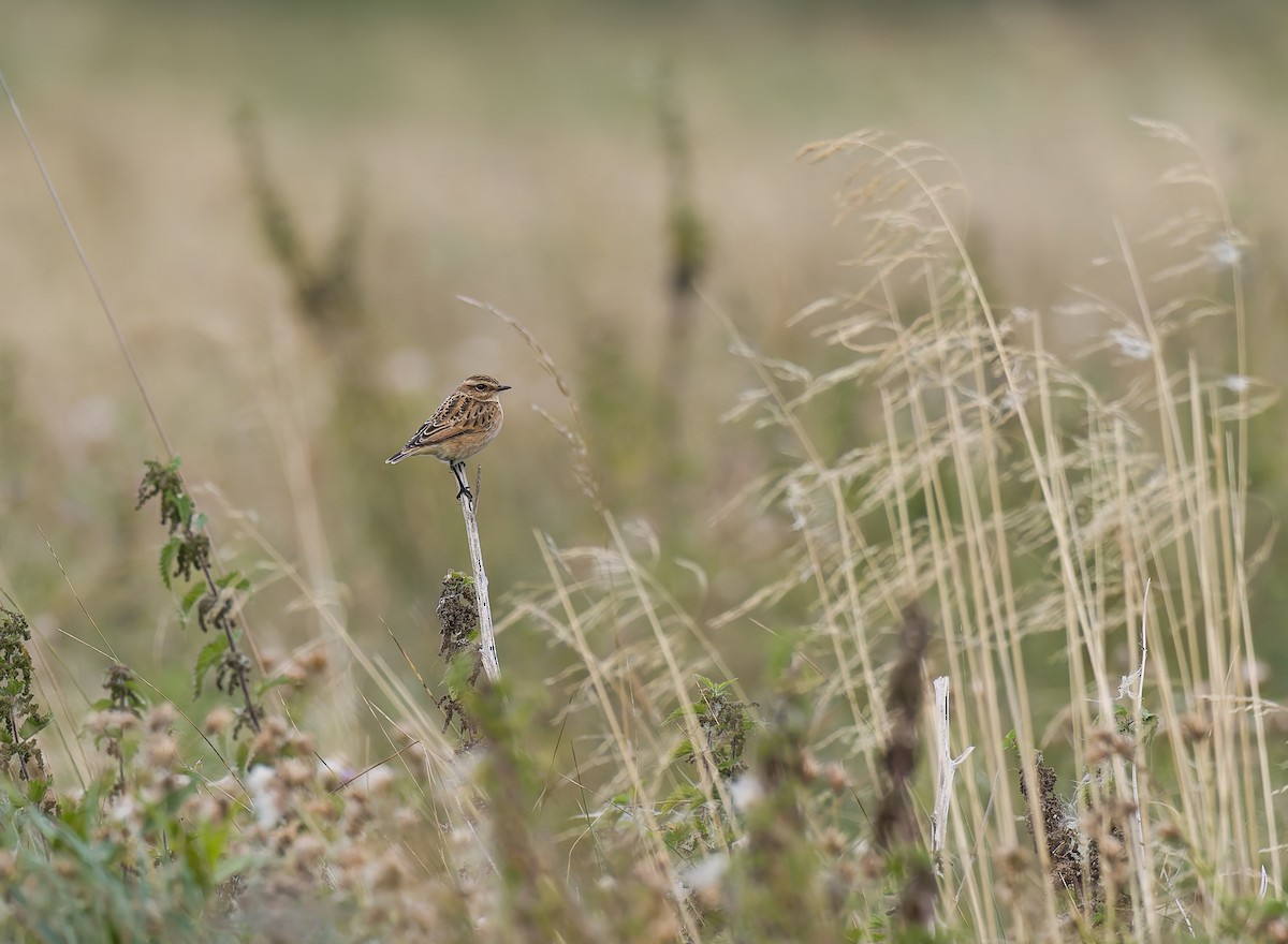 Whinchat - ML641385892