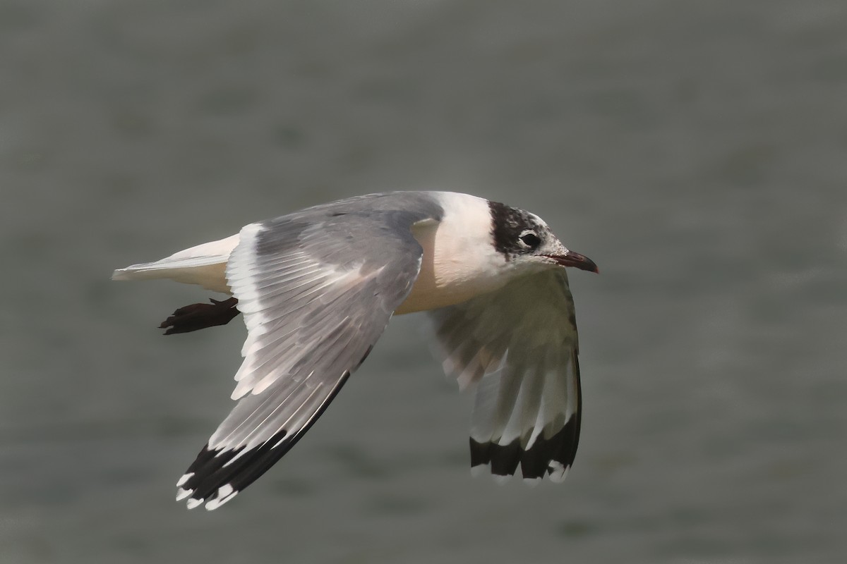 Mouette de Franklin - ML641385912