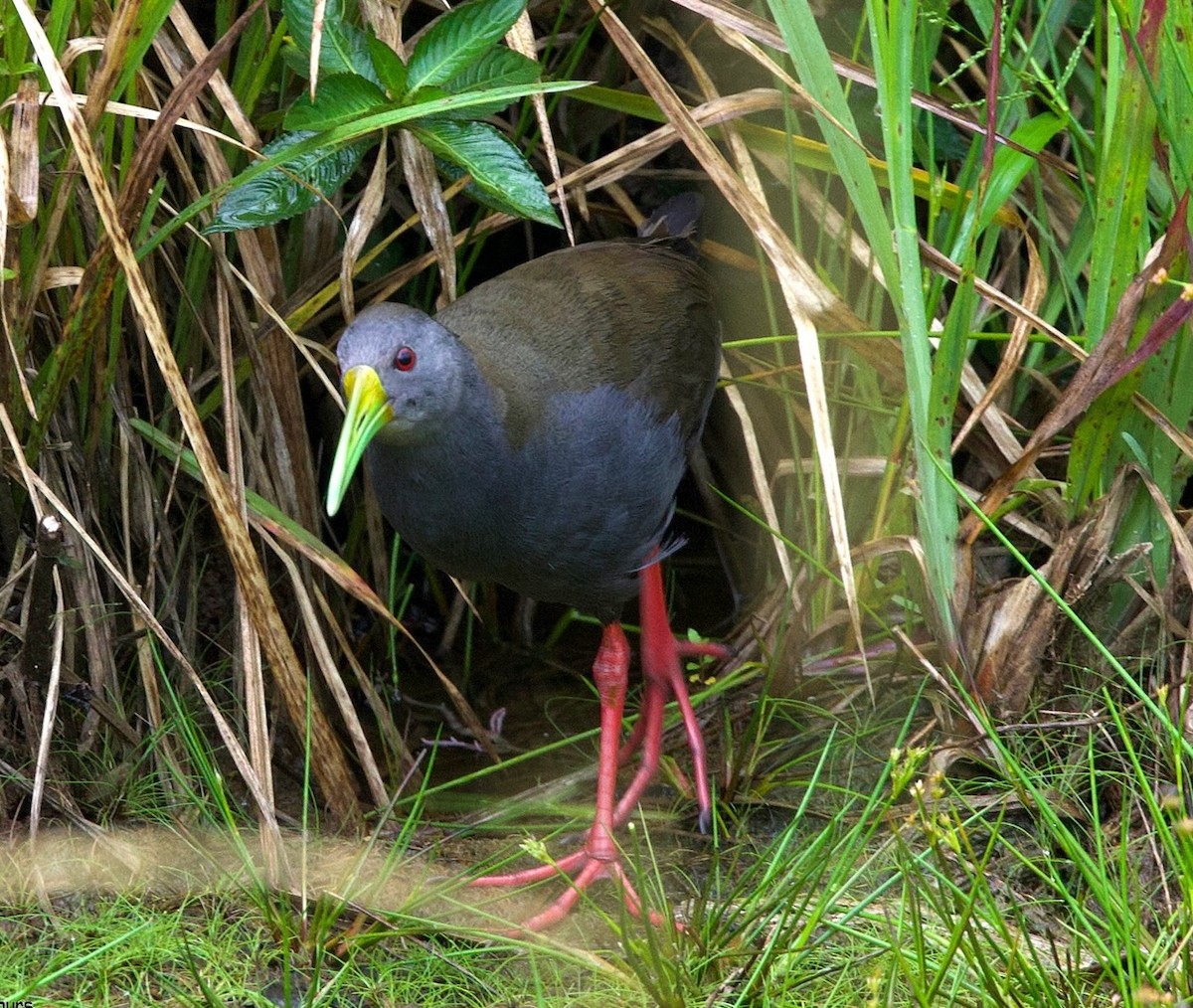 Blackish Rail - ML641385914