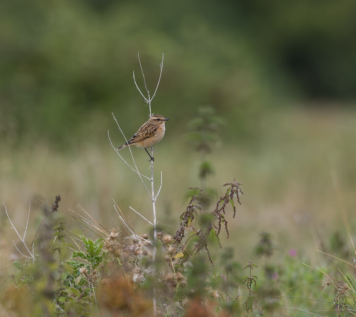 Whinchat - ML641385936