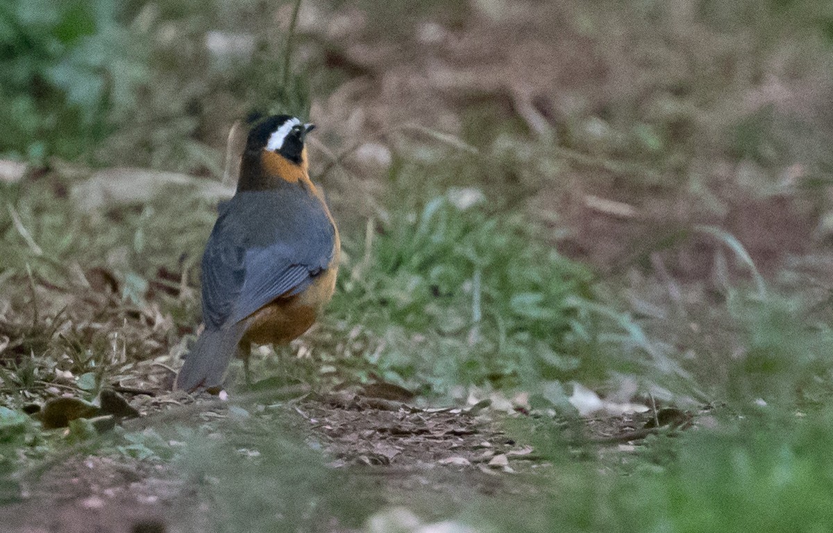 White-browed Robin-Chat - ML641385937