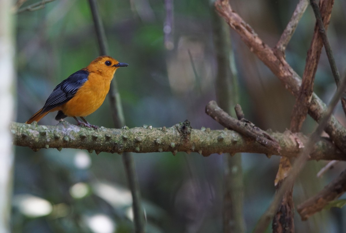 Red-capped Robin-Chat - ML641385938