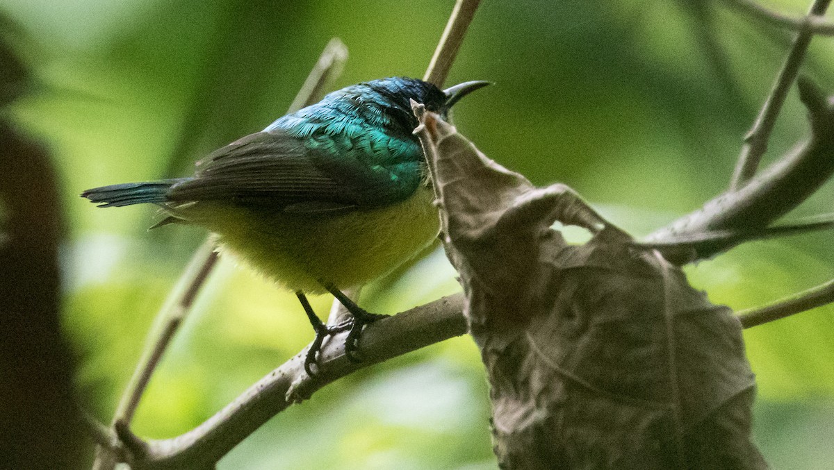 Collared Sunbird - ML641385944