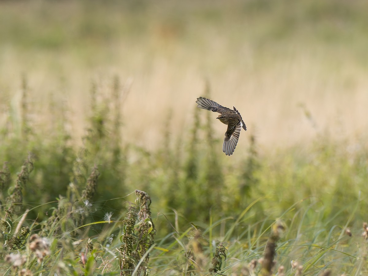 Whinchat - ML641385955