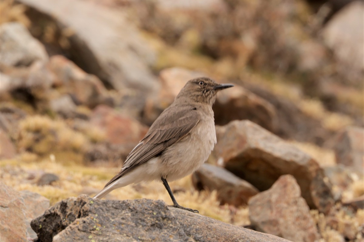 Black-billed Shrike-Tyrant - ML641385963