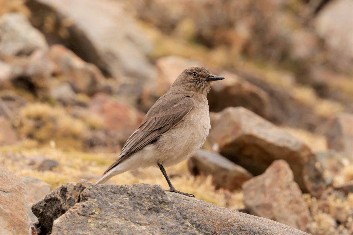Black-billed Shrike-Tyrant - ML641385964