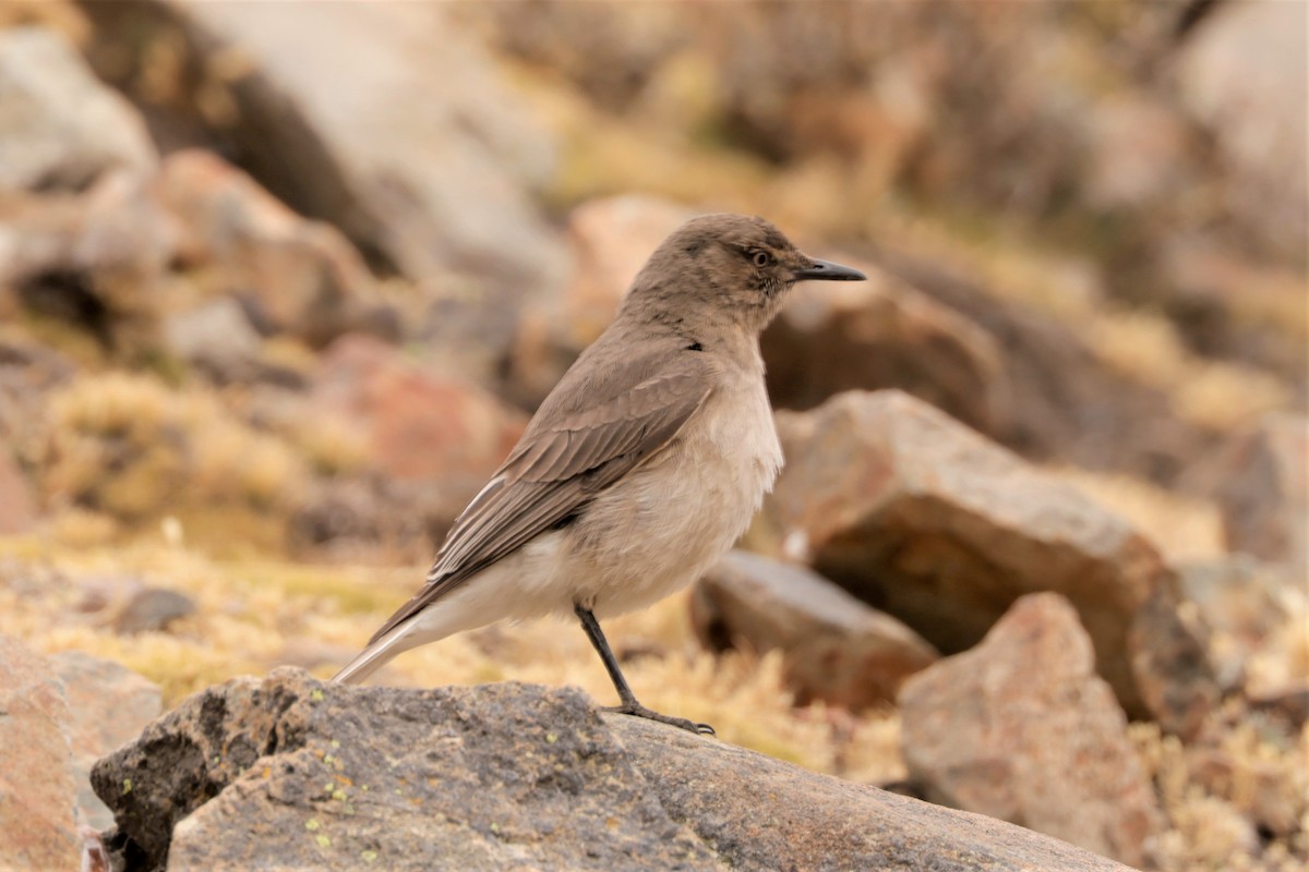 Black-billed Shrike-Tyrant - ML641385965