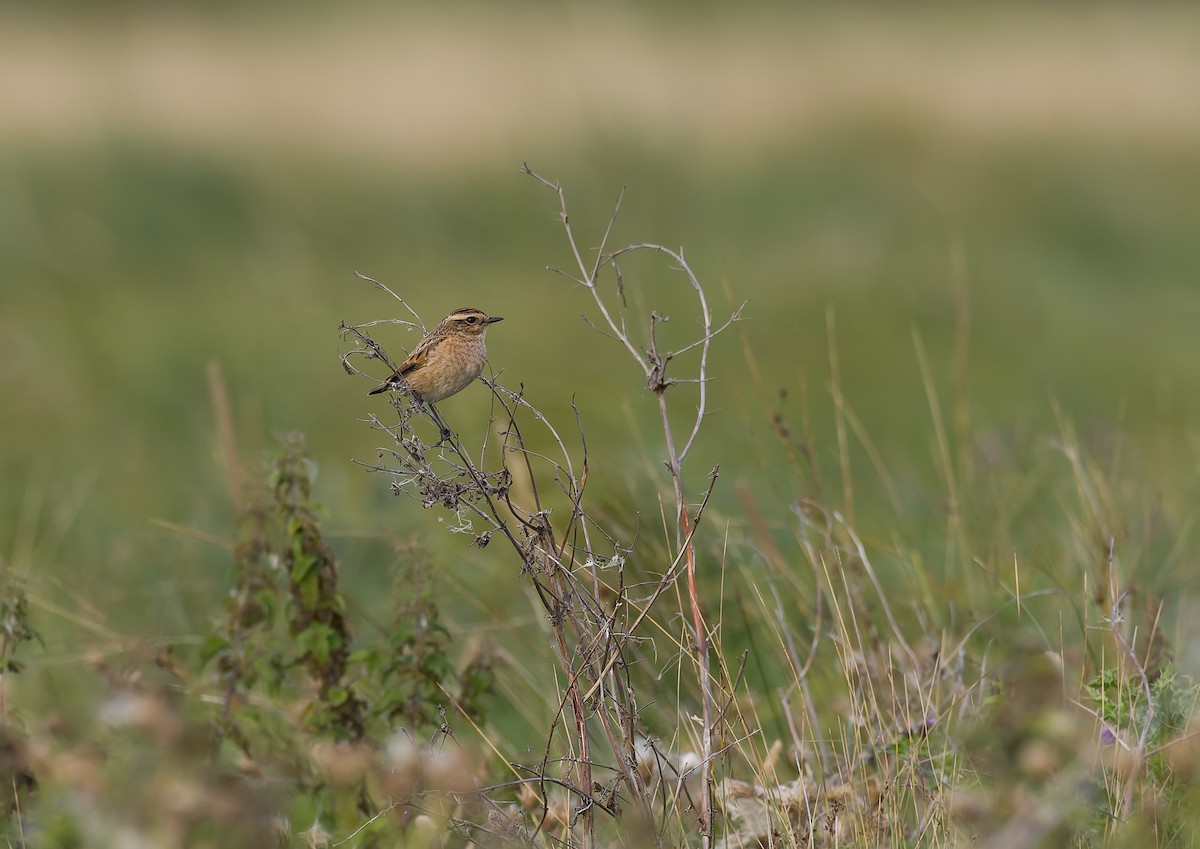 Whinchat - ML641385966
