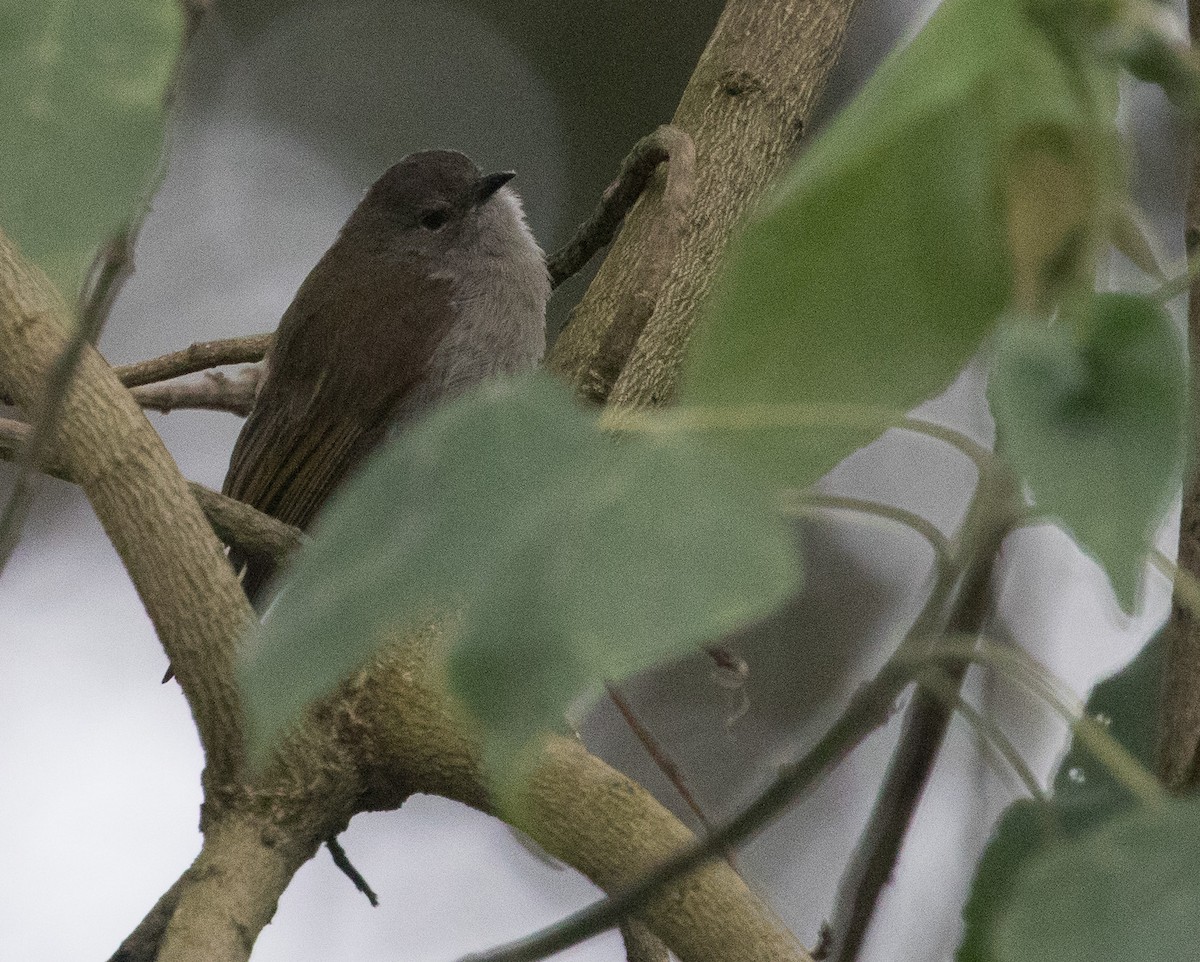 Green-backed Honeybird - ML641385967