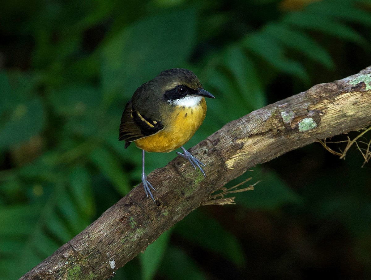Black-faced Antbird - ML641385973