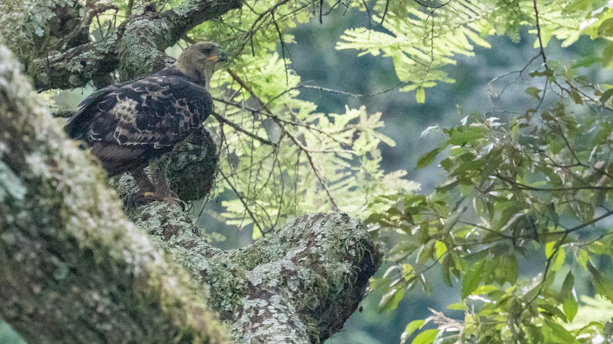 Crowned Eagle - ML641385975