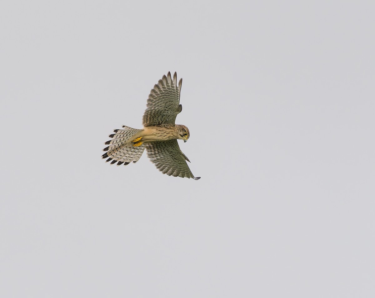 Начин шонхор - ML641385990