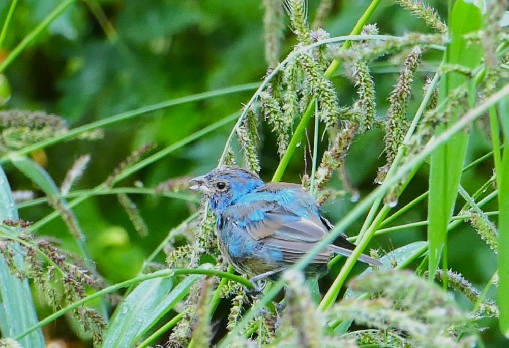 Indigo Bunting - ML641386021