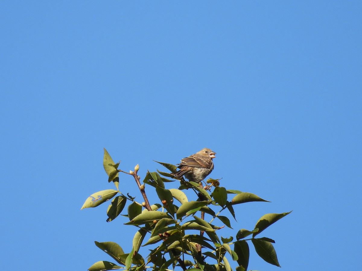 House Finch - ML641386023