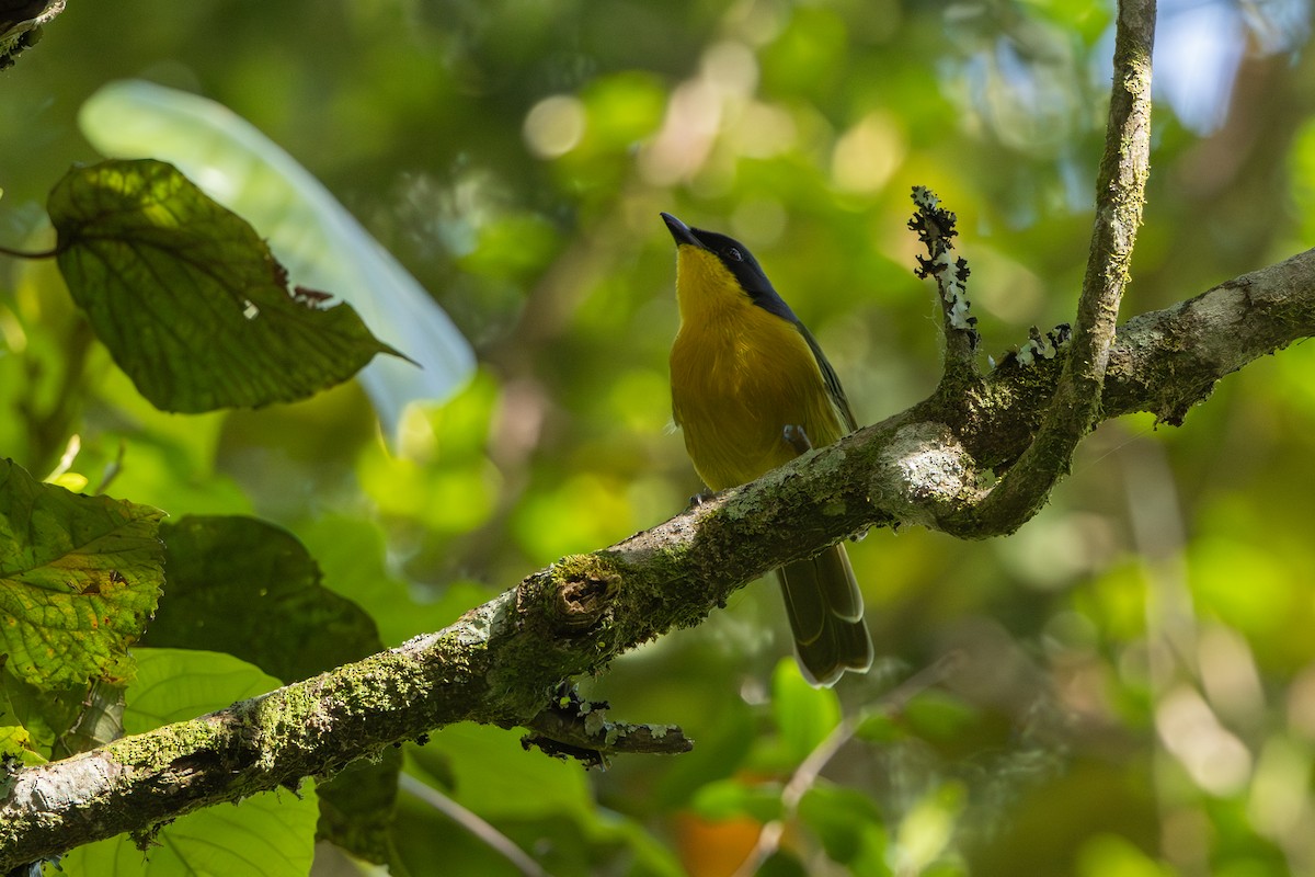 Black-fronted Bushshrike - ML641386043
