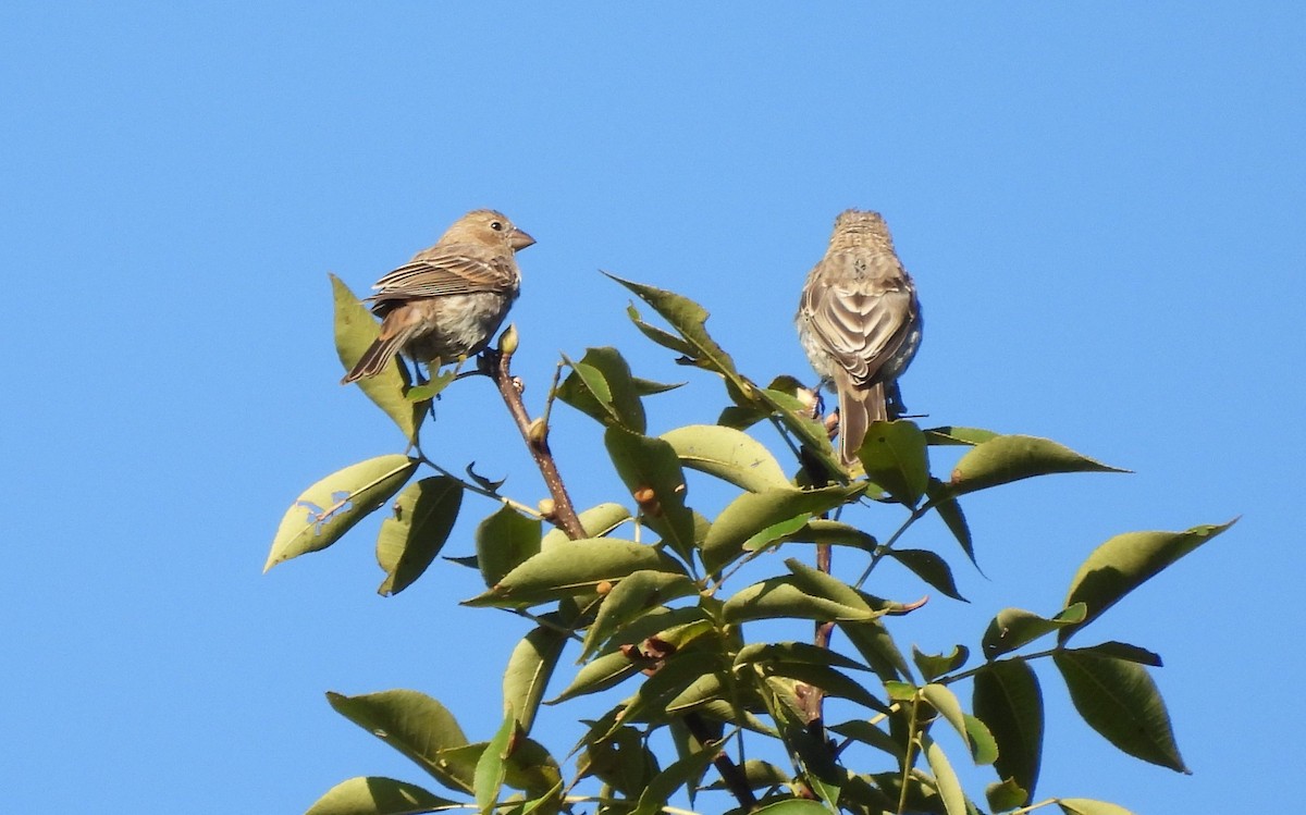 House Finch - ML641386067
