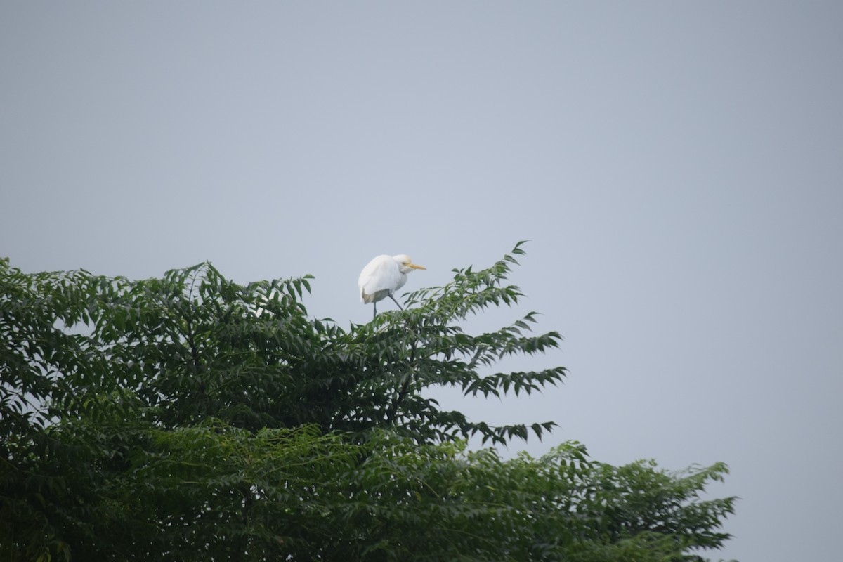 アマサギ - ML641386074