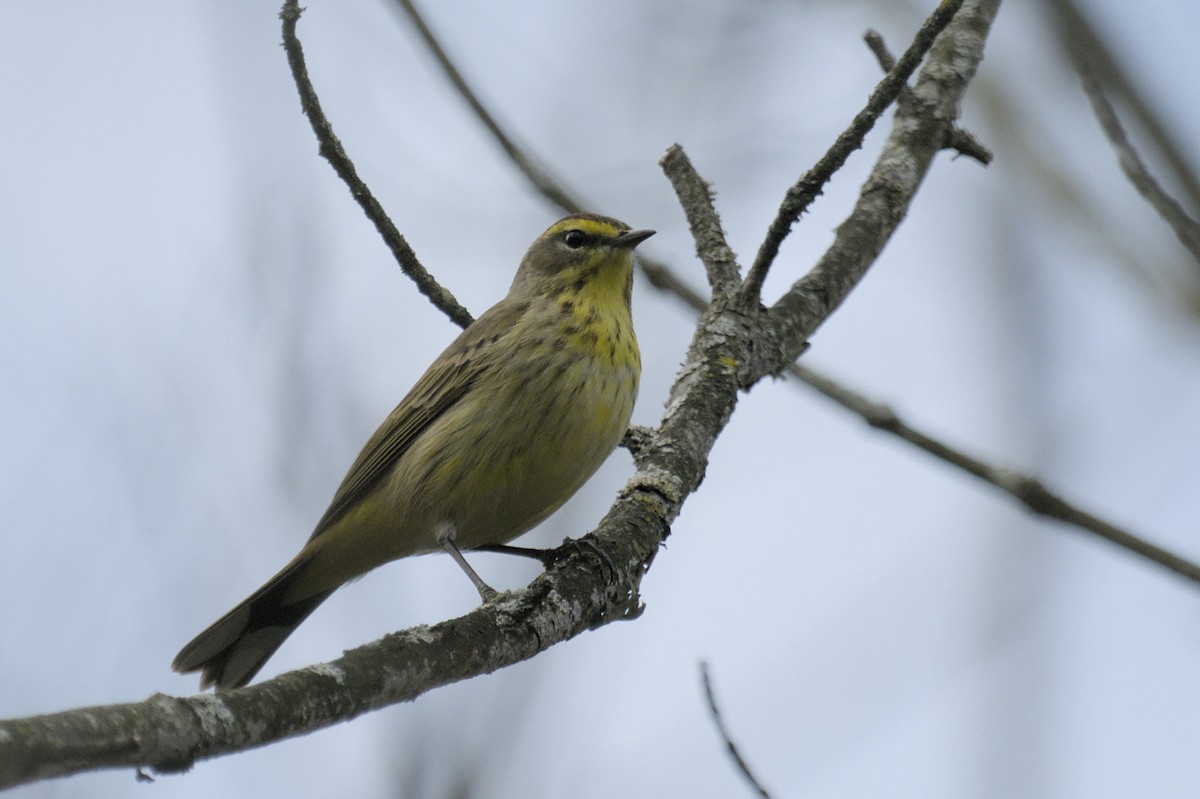 Palm Warbler - ML641386087
