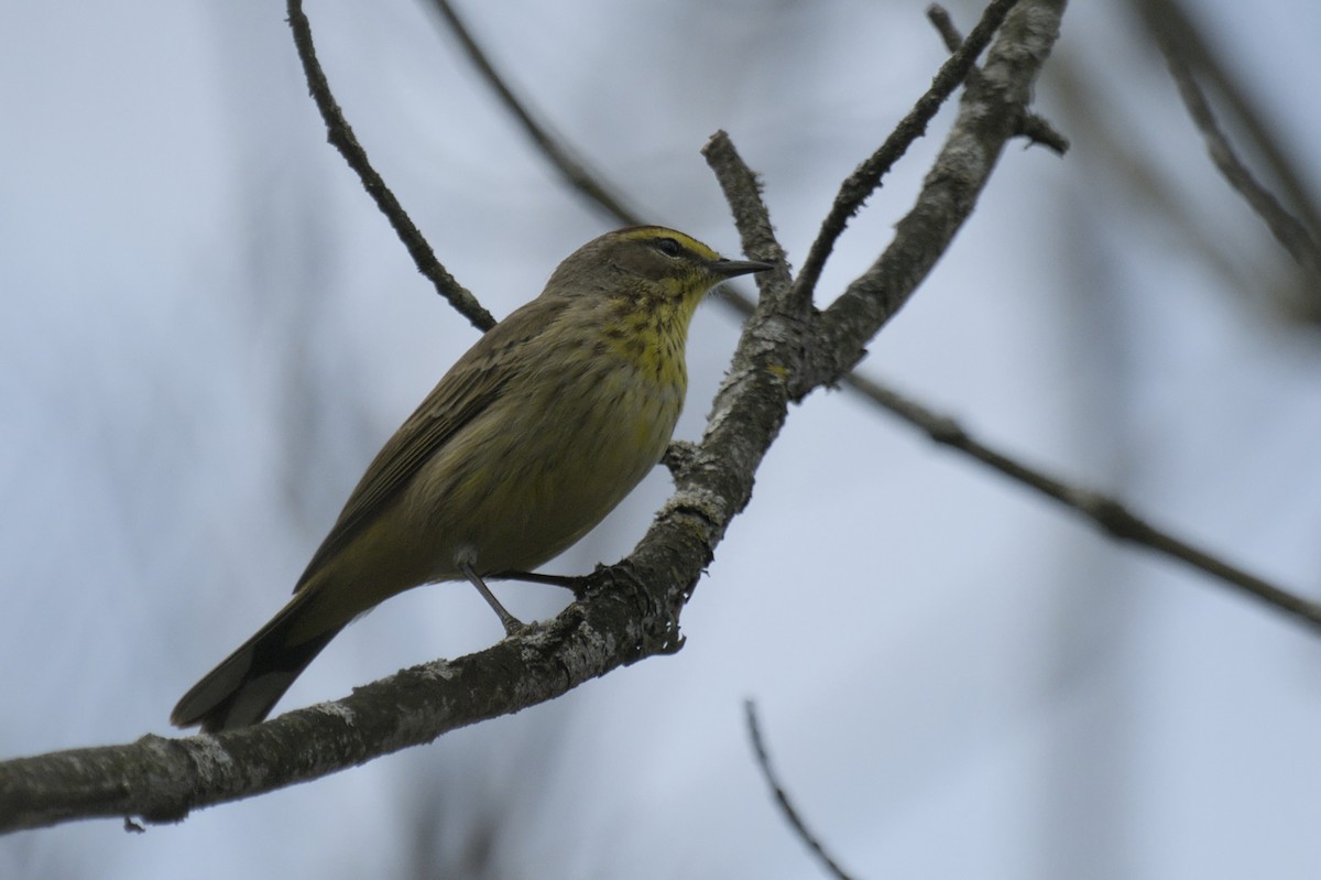Palm Warbler - ML641386088
