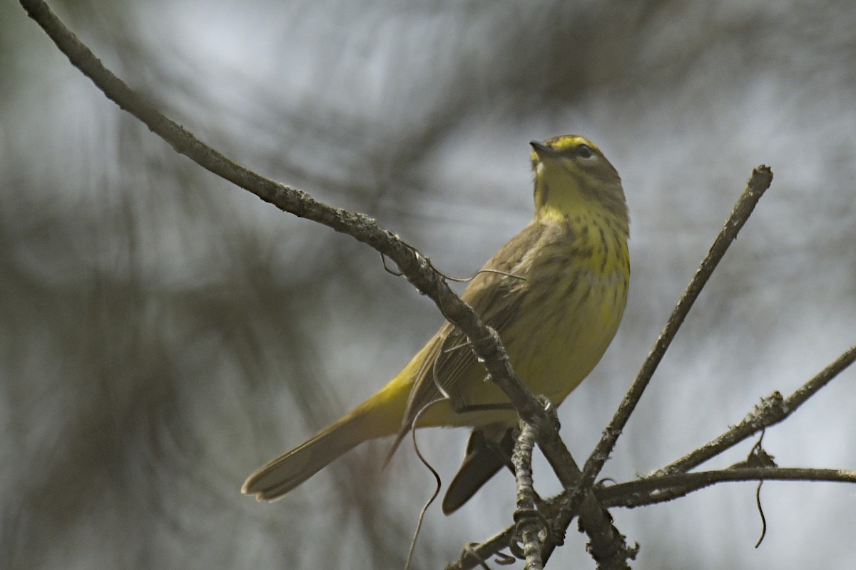 Palm Warbler - ML641386089