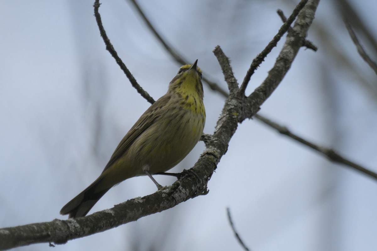 Palm Warbler - ML641386090