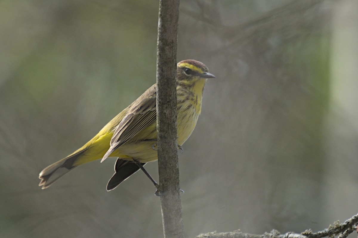 Palm Warbler - ML641386095