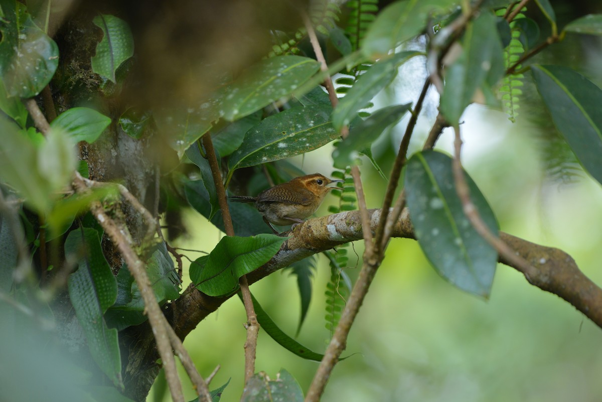 Mountain Wren - ML641386120