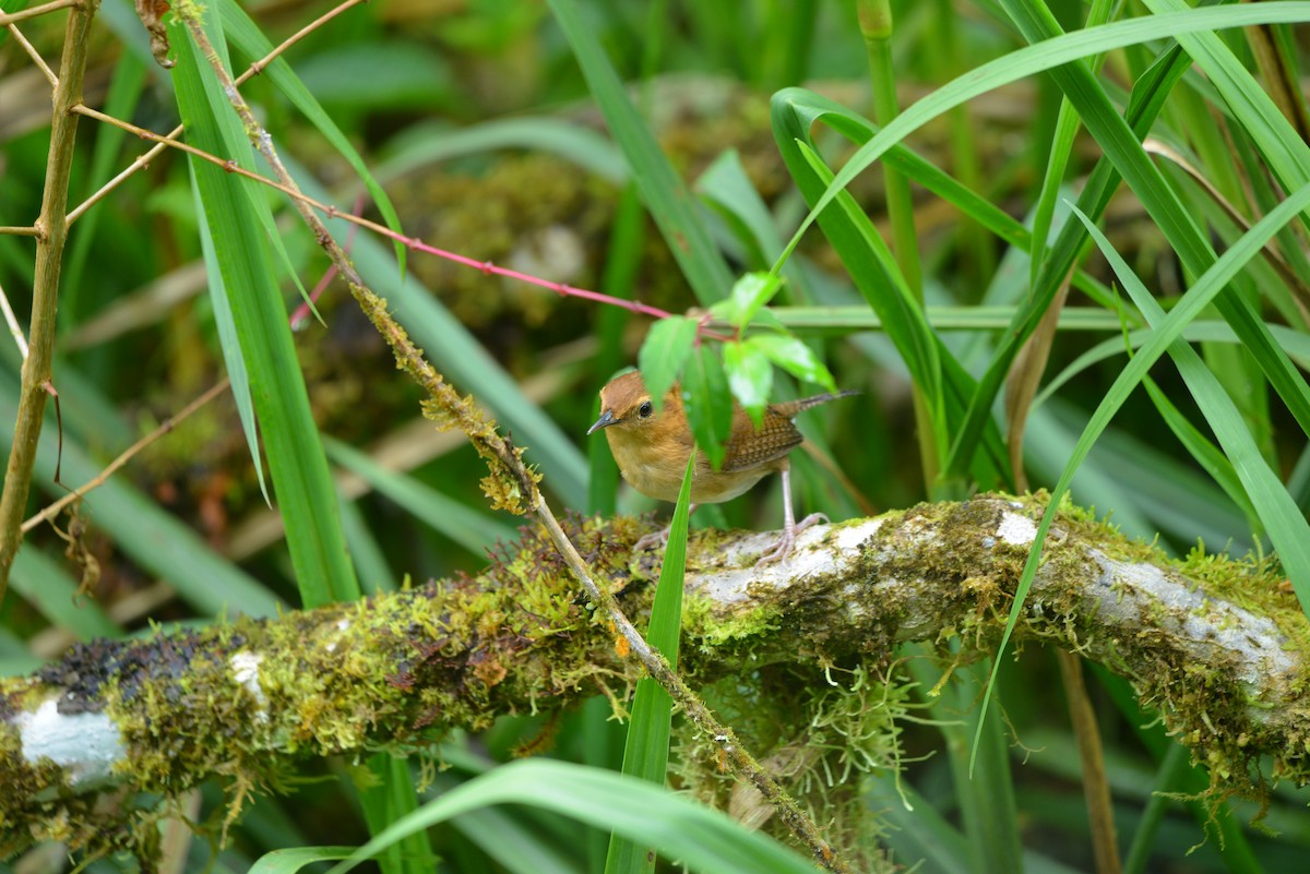 Mountain Wren - ML641386122