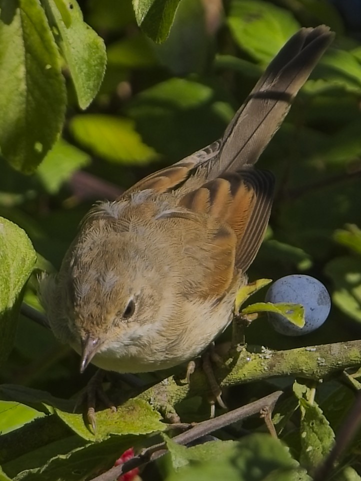Greater Whitethroat - ML641386145