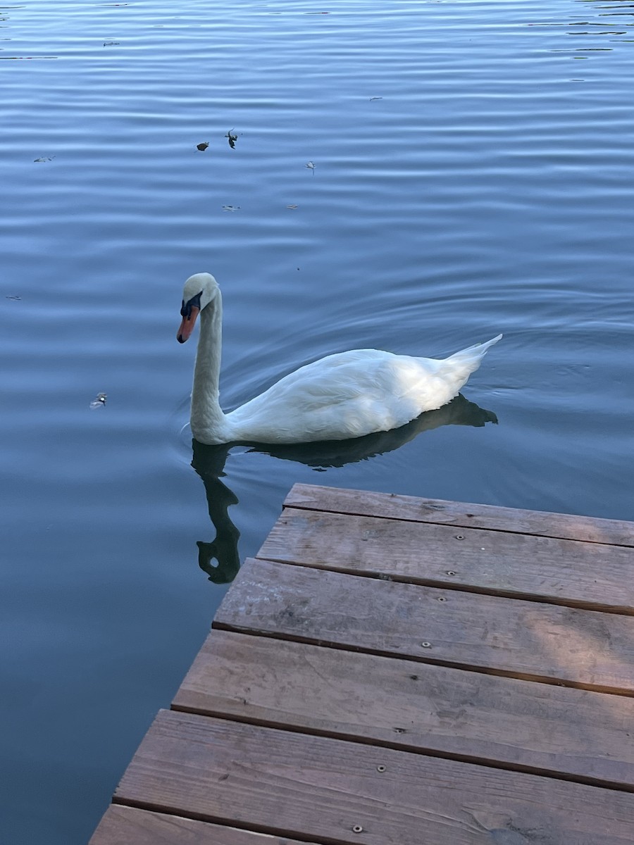Mute Swan - ML641386163