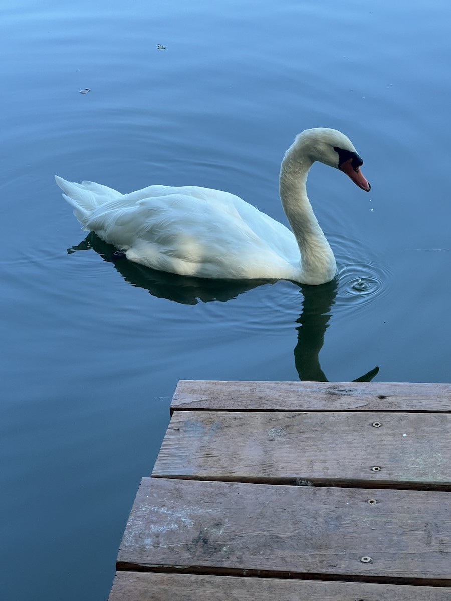 Mute Swan - ML641386164